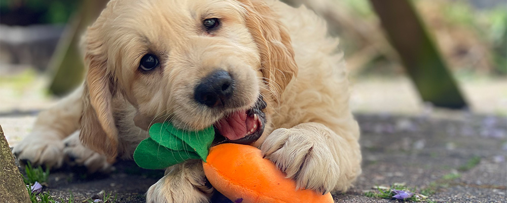 The first things you need to do with your new puppy